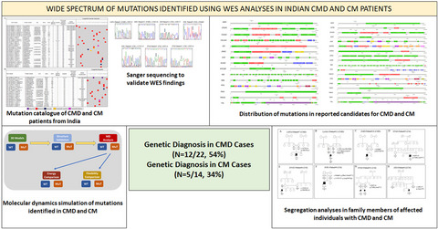Whole-exome analyses of congenital muscular dystrophy and congenital myopathy patients from India reveal a wide spectrum of known and novel mutations
