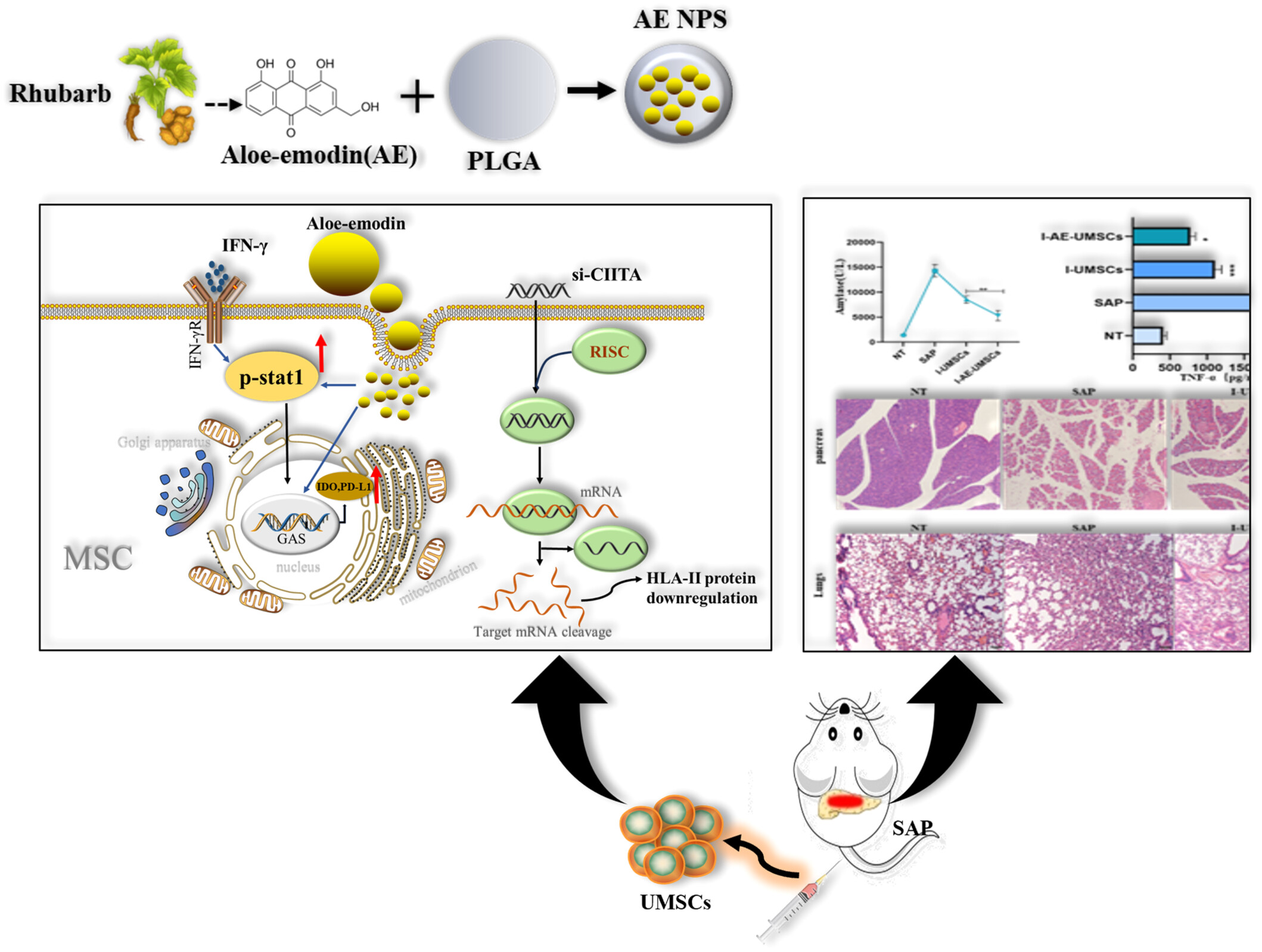 The potency of aloe emodin-loaded nanoparticles in conjunction with IFN-γ for the pretreatment of mesenchymal stem cells with class II transactivator silence to alleviate severe acute pancreatitis