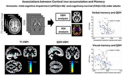 Associations Between Cortical Iron Accumulation and Memory in Patients With Amnestic Mild Cognitive Impairment and in Cognitively Normal Individuals