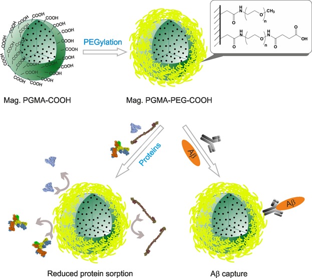 Monodisperse Carboxyl-Functionalized Poly(Ethylene Glycol)-Coated Magnetic Poly(Glycidyl Methacrylate) Microspheres: Application to the Immunocapture of β-Amyloid Peptides