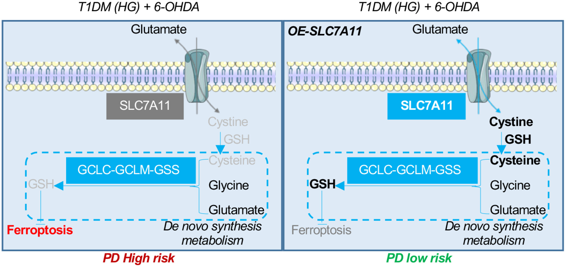 Hyperglycemia Aggravates 6-Hydroxydopamine-Induced Neuronal Ferroptosis via SLC7A11-Dependent Pathway in Diabetic PD Rat Model