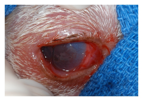 Details are in the caption following the image Details are in the caption following the image