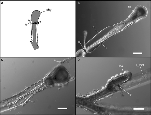 Details are in the caption following the image Details are in the caption following the image