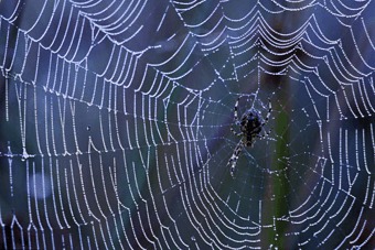Der molekulare Mechanismus der Bildung von Spinnenseide