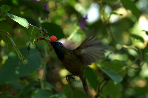 A geographical perspective on the relationship between Impatiens spur lengths and bill lengths of sunbirds in Afrotropical mountains