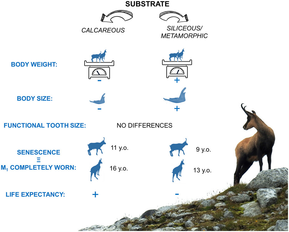Geological Substrate Is Related to Tooth Senescence and Population Dynamic: The Case Study of Alpine Chamois (Rupicapra rupicapra L.) Issue ,