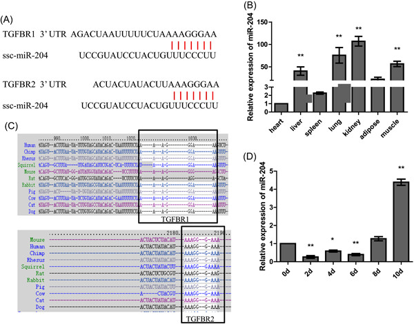 ssc-miR-204 regulates porcine preadipocyte differentiation and apoptosis by targeting TGFBR1 and TGFBR2