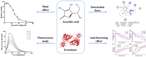 Effect of ascorbic acid on tyrosinase and its anti-browning activity in fresh-cut Fuji apple