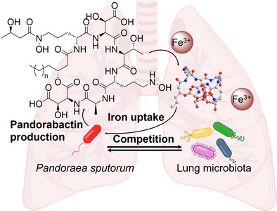 Antibacterial Siderophores of Pandoraea Pathogens and Their Impact on the Diseased Lung Microbiota