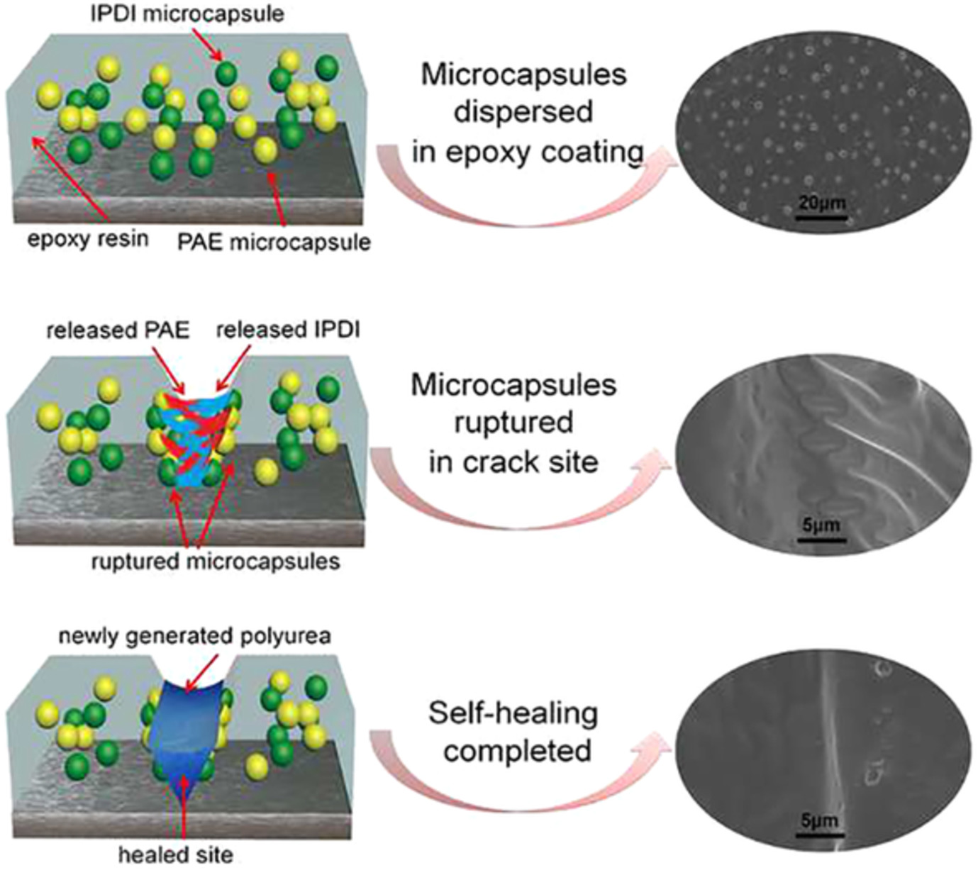 Microencapsulation of oil soluble polyaspartic acid ester and isophorone diisocyanate and their application in self-healing anticorrosive epoxy resin