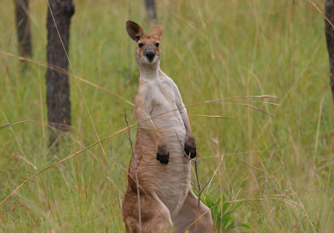 Phylogeography of the antilopine wallaroo (Macropus antilopinus) across tropical northern Australia