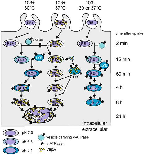 Details are in the caption following the image Details are in the caption following the image