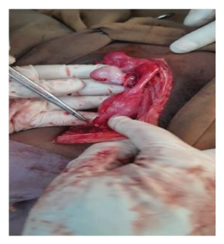 Details are in the caption following the image Details are in the caption following the image