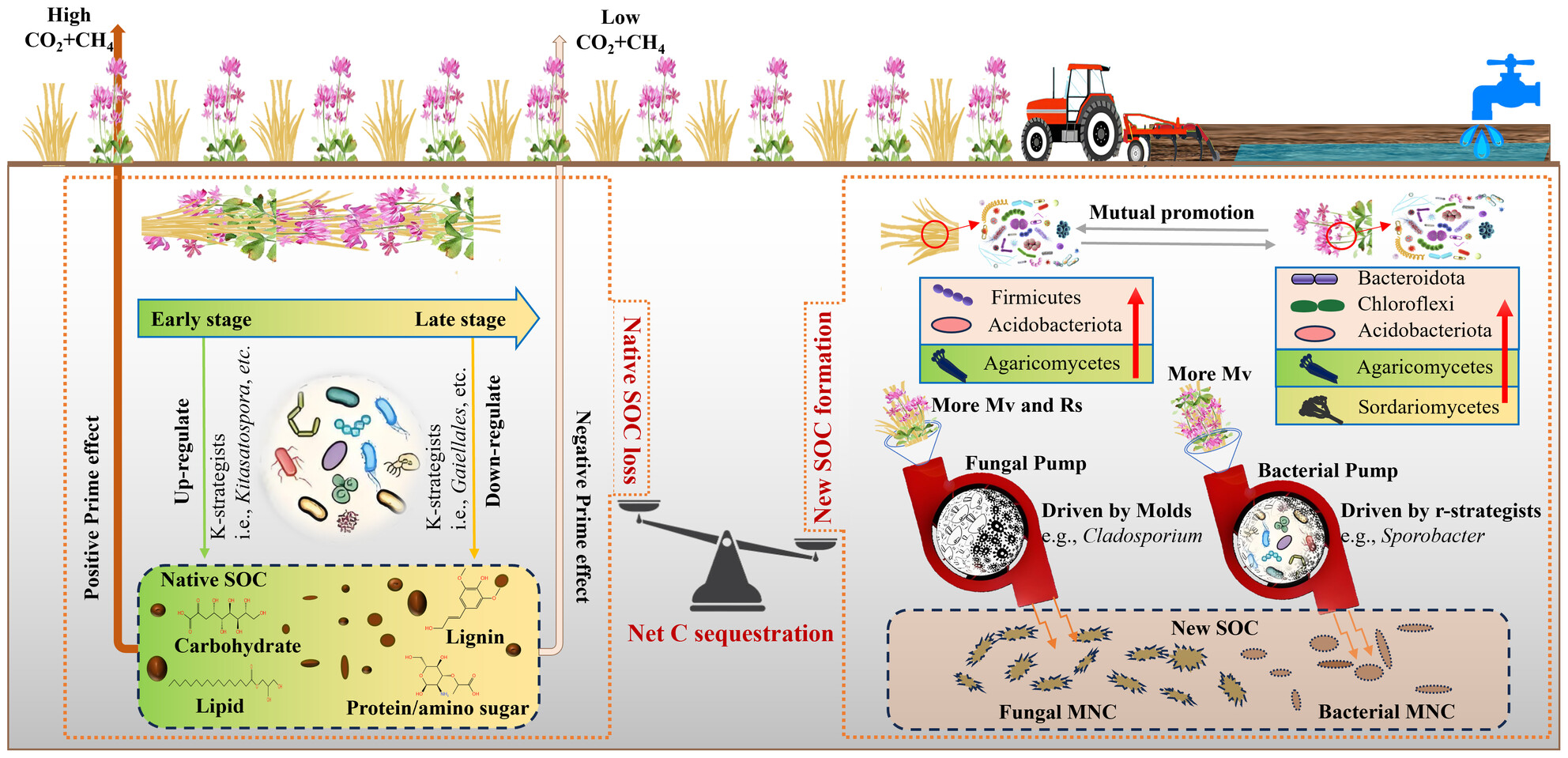 Green Manure Coupled With Straw Returning Increases Soil Organic Carbon via Decreased Priming Effect and Enhanced Microbial Carbon Pump