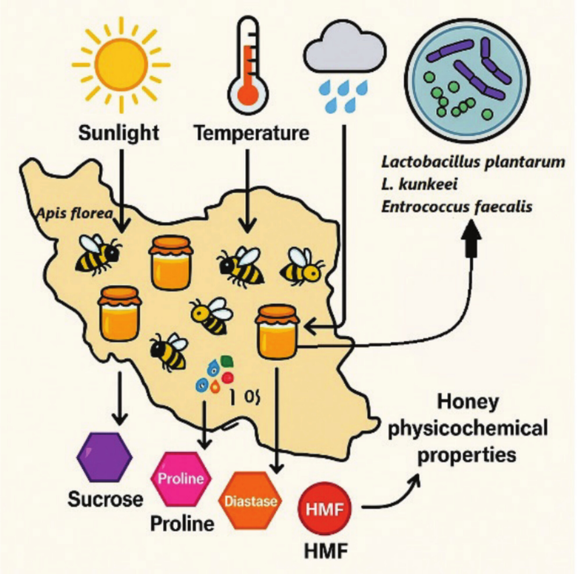 Climatic Determinants of Physicochemical Traits and Probiotic Composition in Dwarf Honeybee (Apis florea) Honey