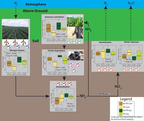 Microbial community responses to soil tillage and crop rotation in a corn/soybean agroecosystem