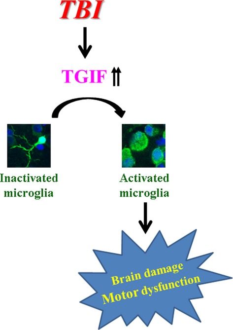 Involvement of TG-interacting factor in microglial activation during experimental traumatic brain injury