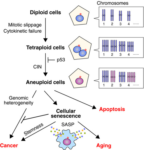 Tetraploidy in cancer and its possible link to aging