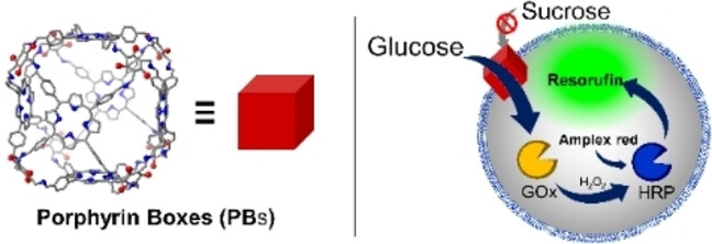 Synthetic Monosaccharide Channels: Size-Selective Transmembrane Transport of Glucose and Fructose Mediated by Porphyrin Boxes