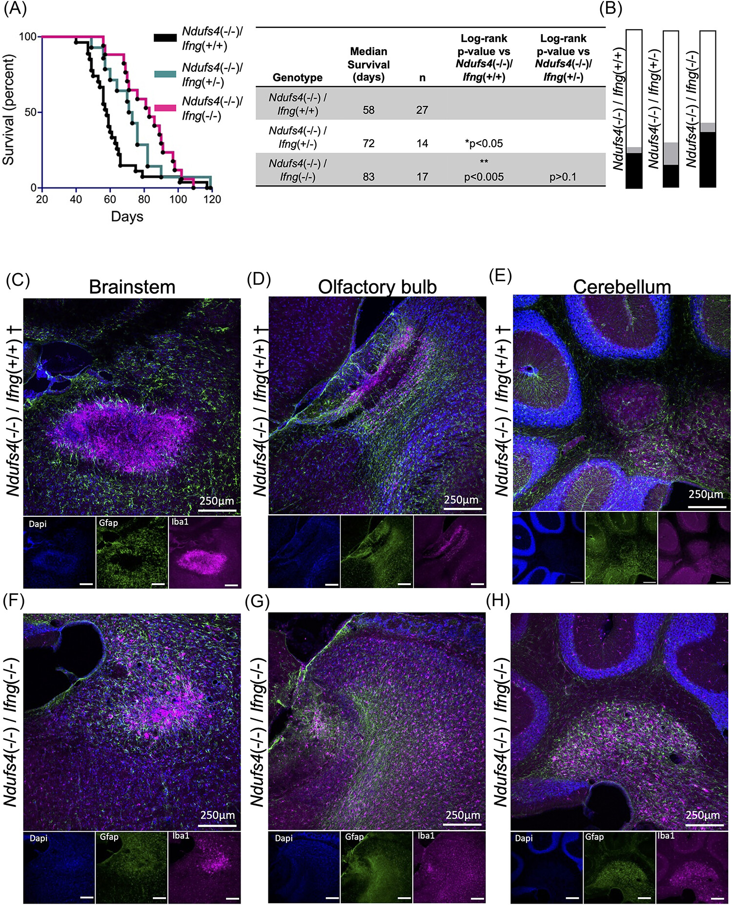 Interferon-gamma contributes to disease progression in the Ndufs4(−/−) model of Leigh syndrome