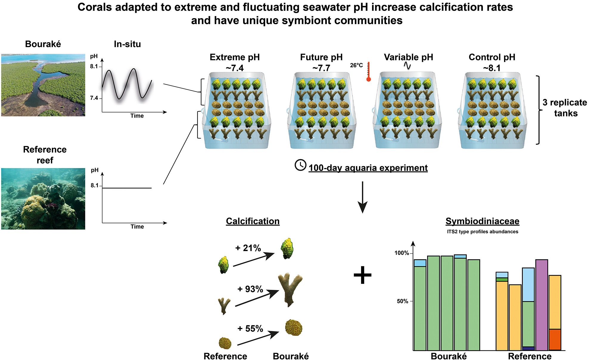 Corals adapted to extreme and fluctuating seawater pH increase calcification rates and have unique symbiont communities