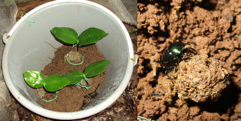Dung beetle activity had no positive effect on nutrient concentration or performance of established rainforest seedlings
