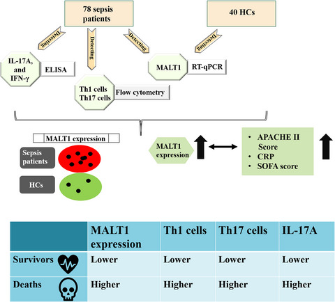 Aberrant blood MALT1 and its relevance with multiple organic dysfunctions, T helper cells, inflammation, and mortality risk of sepsis patients