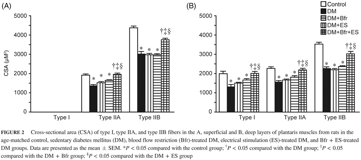 Effects of combined treatment with blood flow restriction and low-intensity electrical stimulation on diabetes mellitus-associated muscle atrophy in rats 限制血流与低强度电刺激联合治疗对大鼠糖尿病相关肌肉萎缩的影响