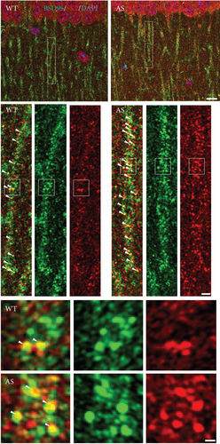 Details are in the caption following the image Details are in the caption following the image