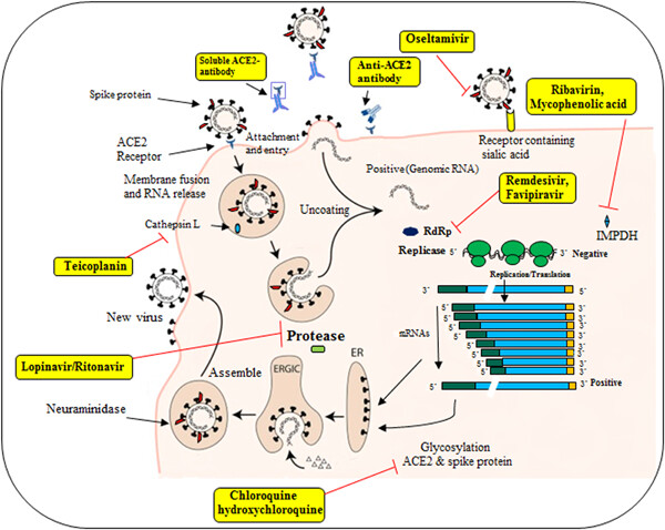 A global treatments for coronaviruses including COVID-19