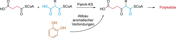 Einblicke in die Pamamycin-Biosynthese