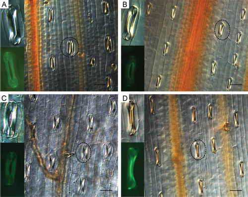 Details are in the caption following the image