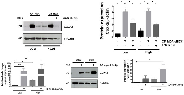 Glucose Promotes a Pro-Oxidant and Pro-Inflammatory Stromal Microenvironment Which Favors Motile Properties in Breast Tumor Cells