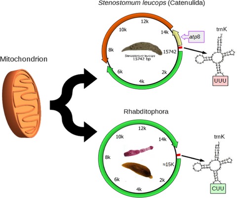 Characterization of the first mitochondrial genome of a catenulid flatworm: Stenostomum leucops (Platyhelminthes)