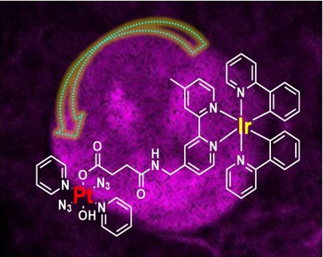 A Photodynamic and Photochemotherapeutic Platinum-Iridium Charge-Transfer Conjugate for Anticancer Therapy