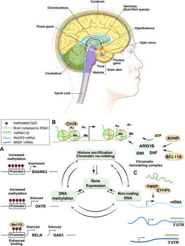 Details are in the caption following the image Details are in the caption following the image