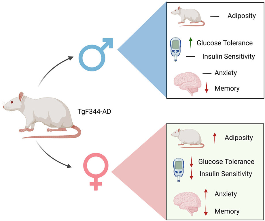 Sexual dimorphism in the peripheral metabolic homeostasis and behavior in the TgF344-AD rat model of Alzheimer's disease