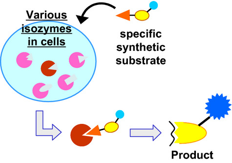 Synthetic Substrates Specific to Activated Plasmin Can Monitor the Enzymatic Functional Status in Situ in Breast Cancer Cells