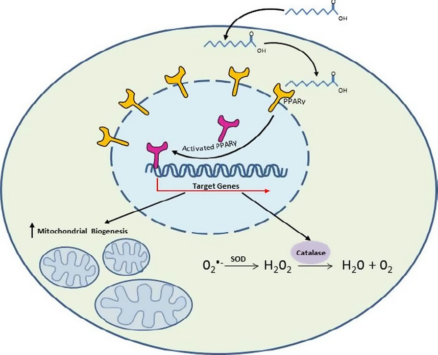 The ketogenic diet component decanoic acid increases mitochondrial citrate synthase and complex I activity in neuronal cells