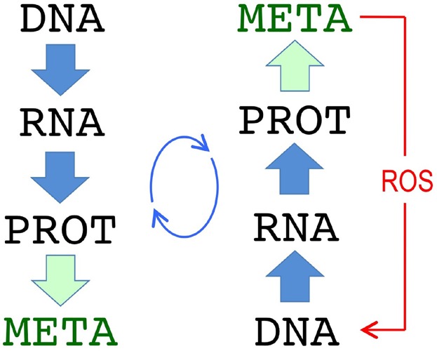 From the selfish gene to selfish metabolism: Revisiting the central dogma