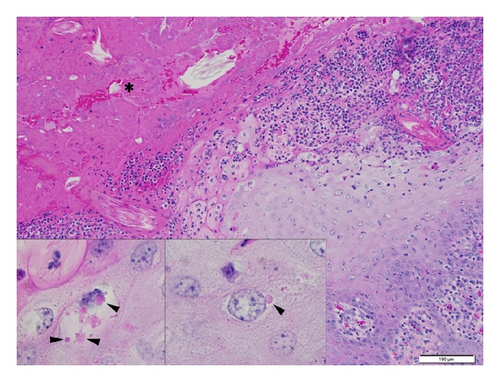 Details are in the caption following the image Details are in the caption following the image