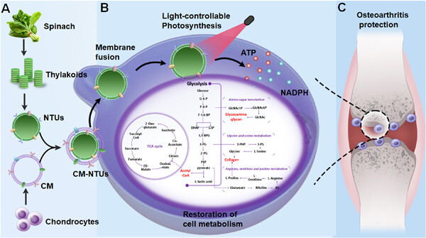 Biomimetic photosynthetic system: Shedding light on the restoration of cell metabolism
