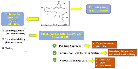 Epigallocatechin gallate: Phytochemistry, bioavailability, utilization challenges, and strategies