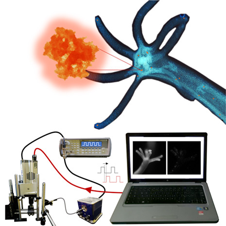 Time-gated luminescence imaging of positively charged poly-l-lysine-coated highly microporous silicon nanoparticles in living Hydra polyp