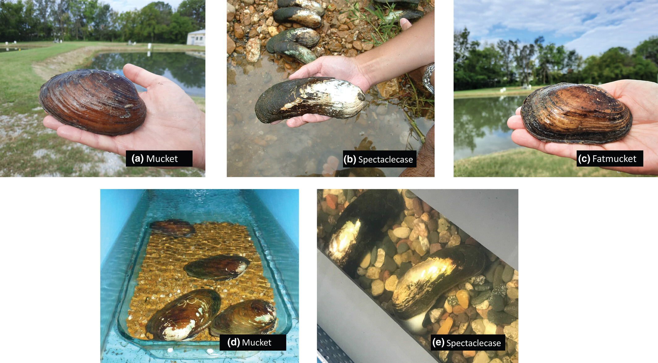 Environmental DNA dynamics of three species of unionid freshwater mussels