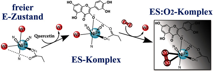 Quercetin-2,4-Dioxygenase aktiviert Sauerstoff in einem “side-on” gebundenen O2-Ni-Komplex