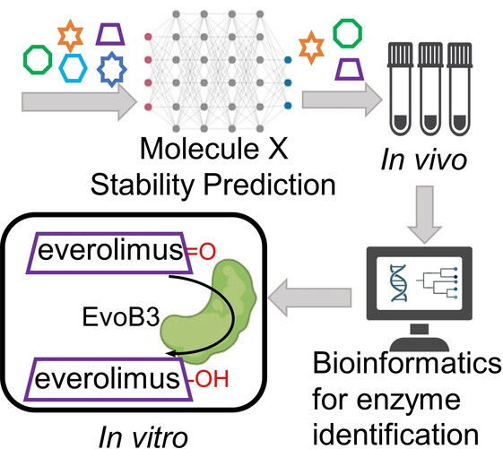 Mining the Metabolic Capacity of Clostridium sporogenes Aided by Machine Learning