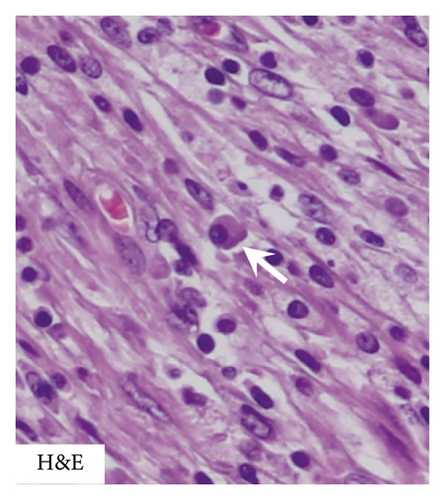 Details are in the caption following the image Details are in the caption following the image