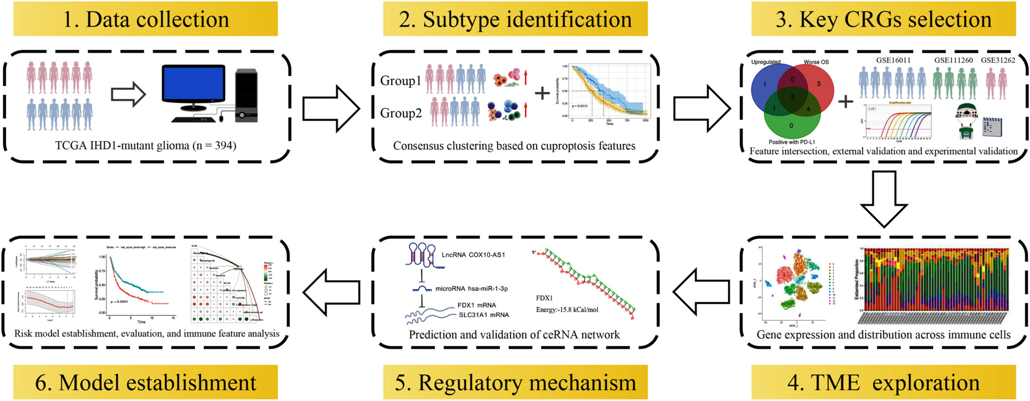 Integrated Analysis of Cuproptosis Regulators Reveals Prognostic Significance and Therapeutic Targets in IDH1 Mutant Glioma