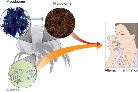 Microbiome and mycobiome interaction in house dust mites and impact on airway cells